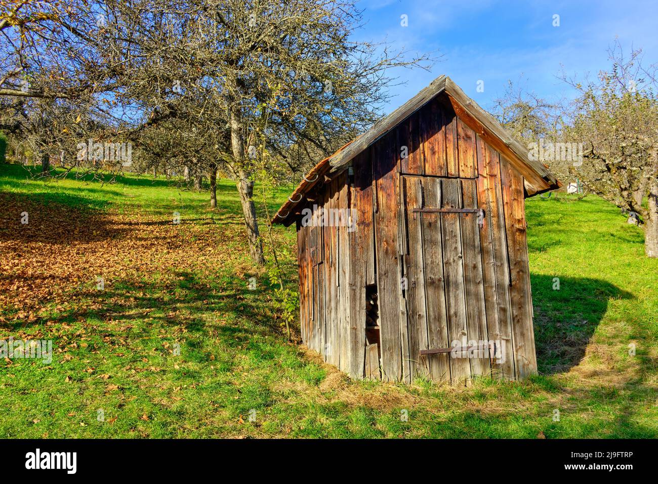 Pré de verger d'automne avec une petite cabine rustique dans les vignobles de Metzingen, Bade-Wurtemberg, Allemagne. Banque D'Images