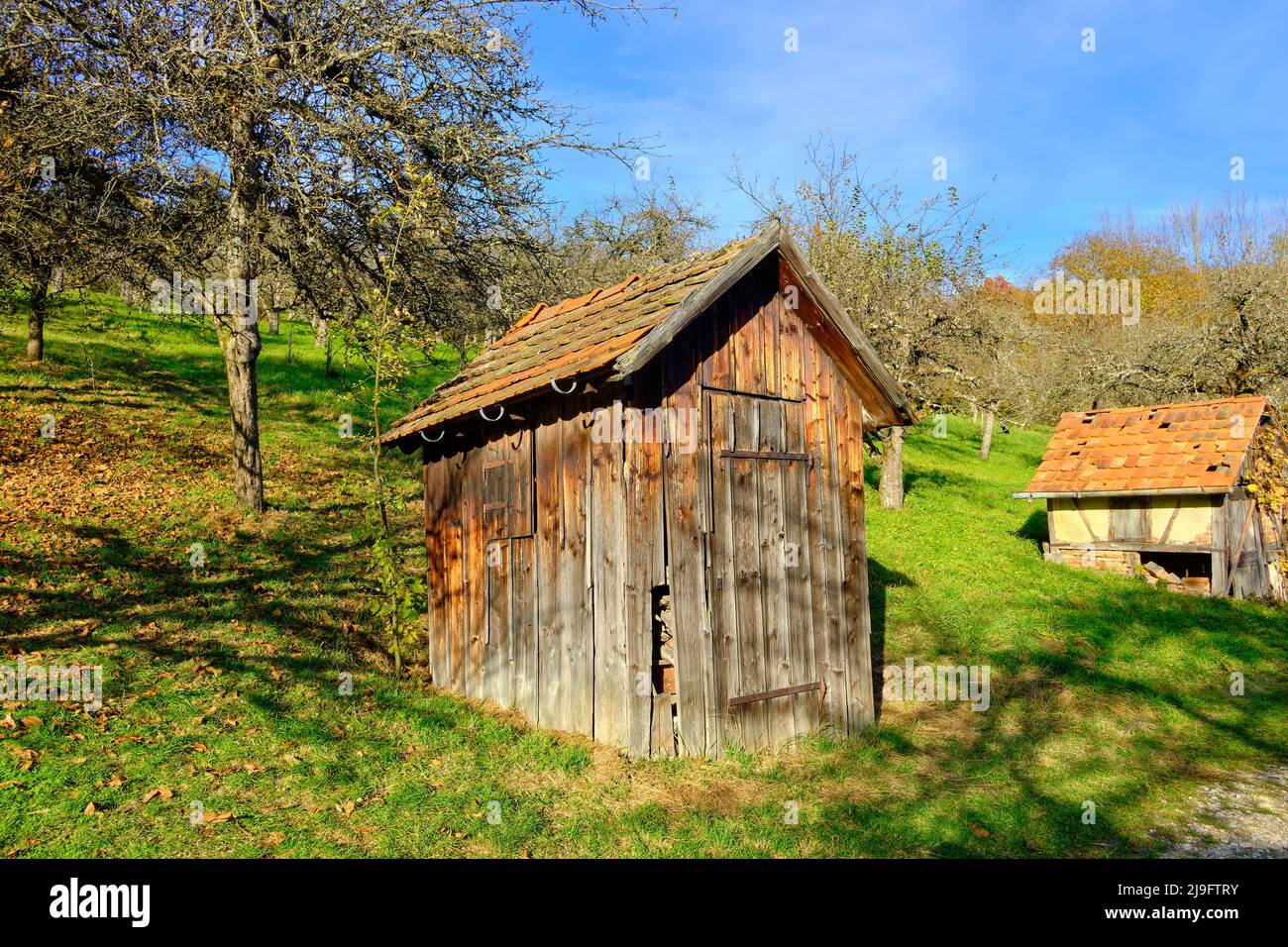 Pré de verger d'automne avec une petite cabine rustique dans les vignobles de Metzingen, Bade-Wurtemberg, Allemagne. Banque D'Images