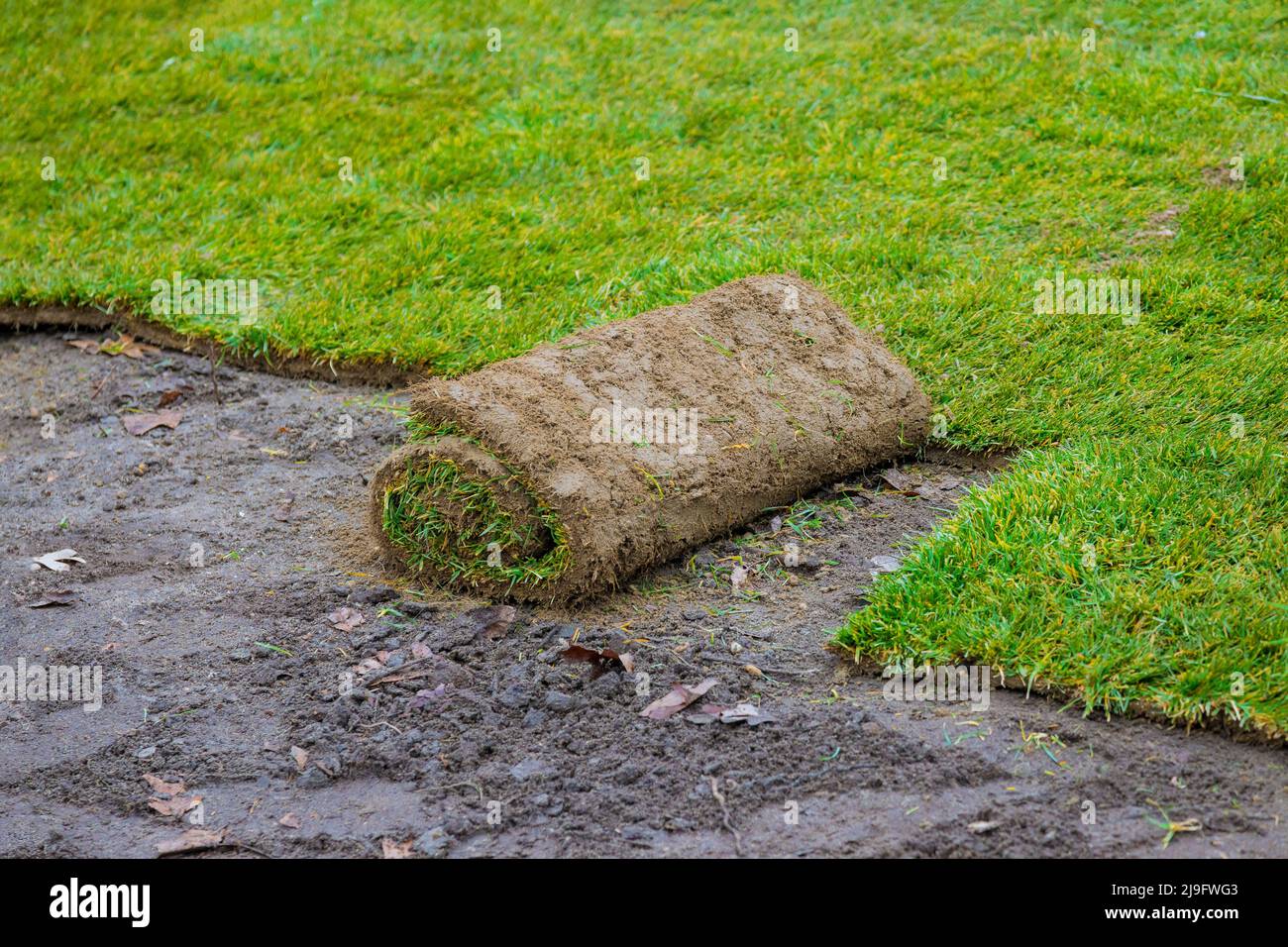 Le tapis de pelouse roulé est prêt pour la pose d'herbe naturelle Photo  Stock - Alamy