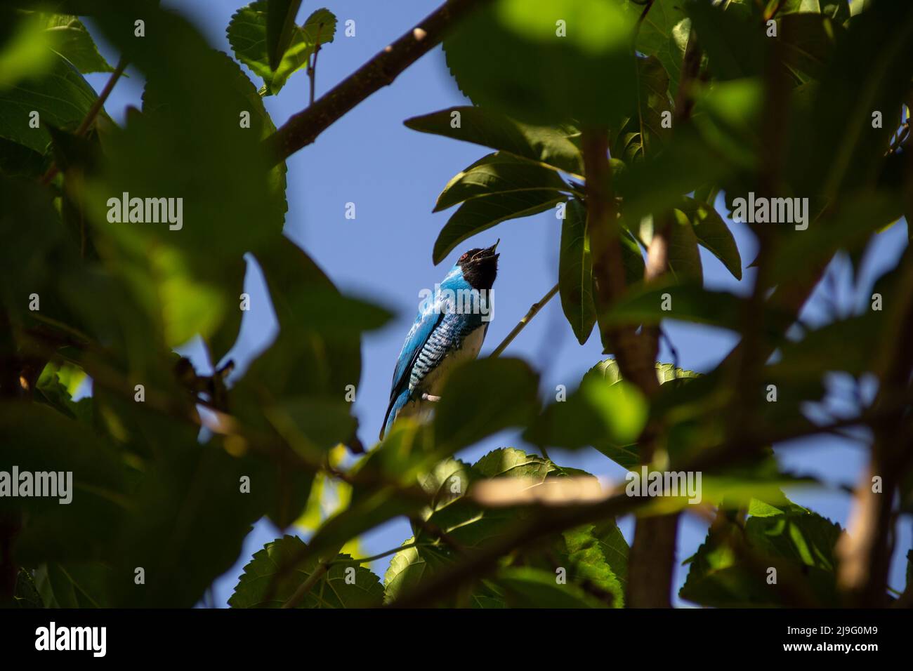 Goiania, Goiás, Brésil – 22 mai 2022 : oiseau bleu, perché sur une branche d'un arbre, mangeant un blackberry. Saí-andorinha macho (Tersina viridis). Banque D'Images