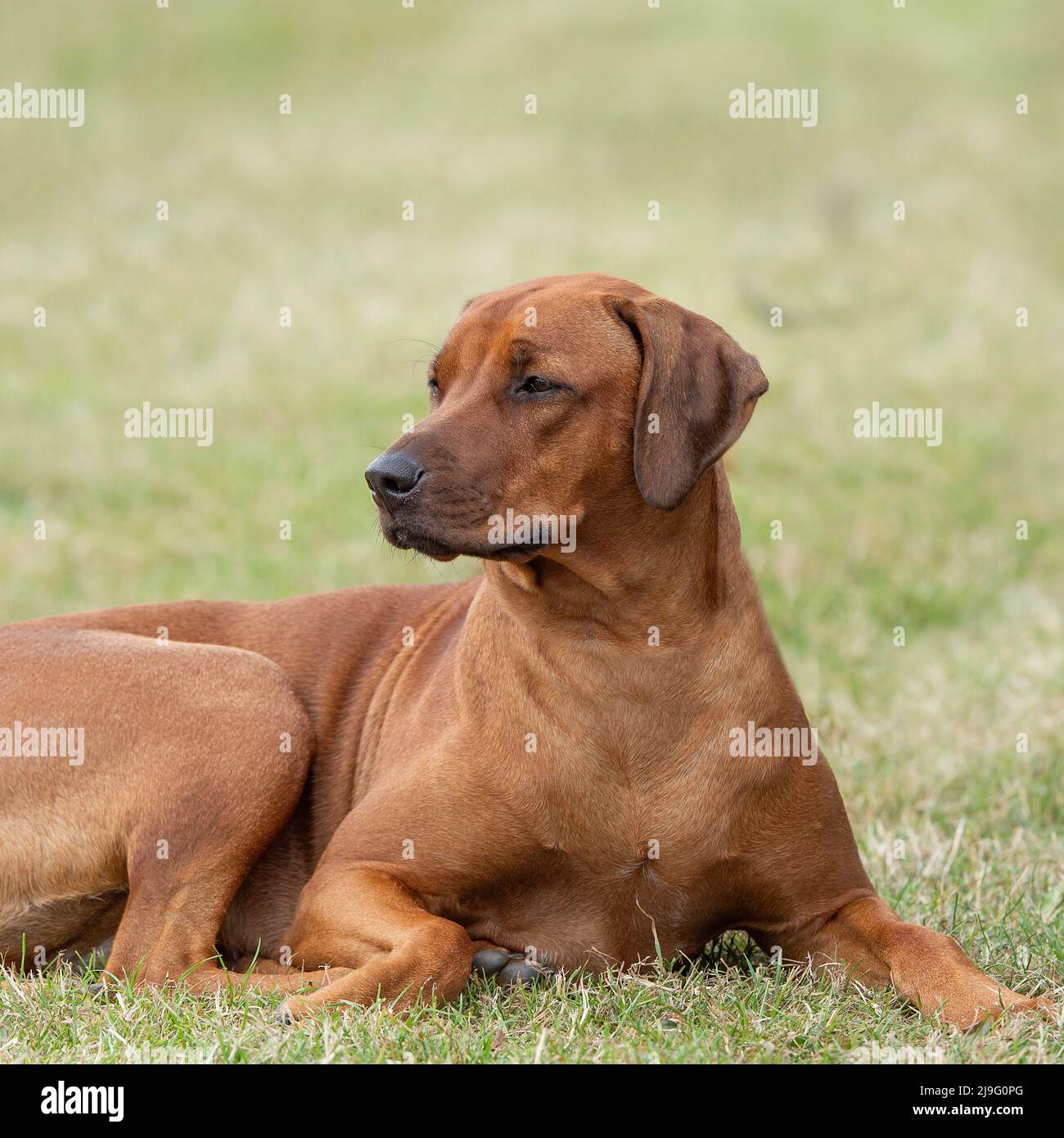 Le Rhodesian Ridgeback Banque D'Images