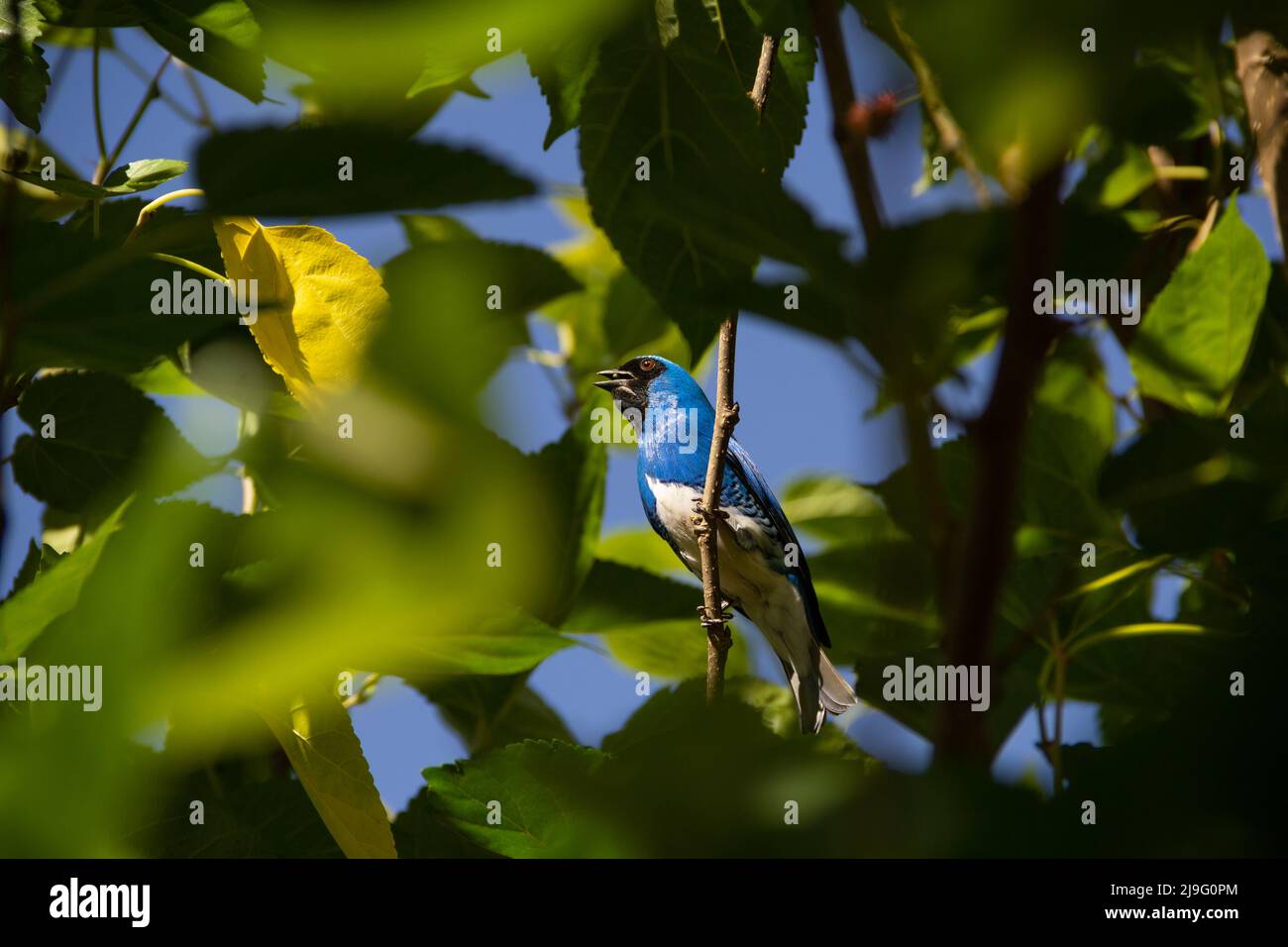 Goiania, Goiás, Brésil – 22 mai 2022 : oiseau bleu, perché sur une branche d'un arbre, mangeant un blackberry. Saí-andorinha macho (Tersina viridis). Banque D'Images