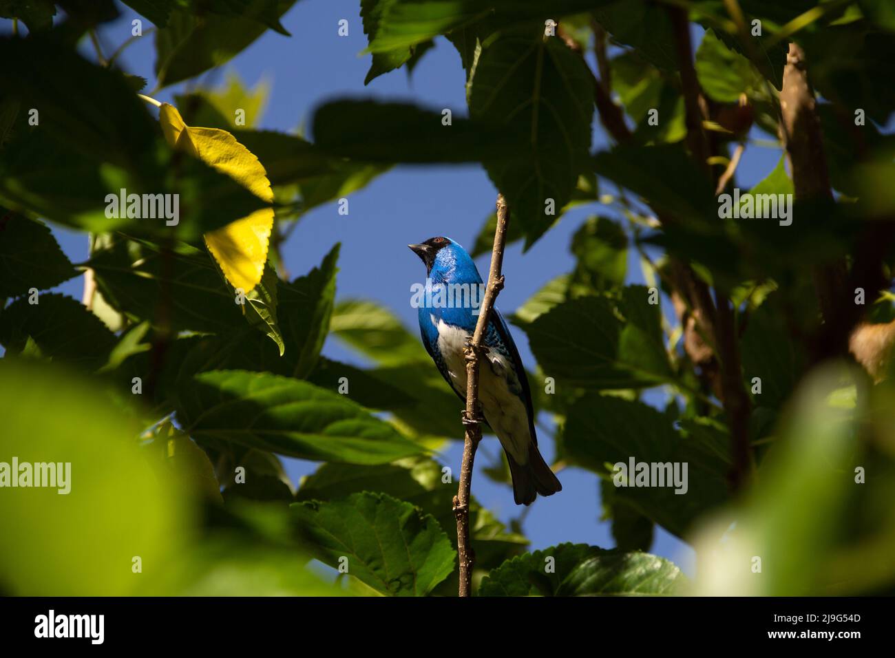 Goiania, Goiás, Brésil – 22 mai 2022 : oiseau bleu perché sur une branche d'un arbre feuillu. Déglutissez Tanager (Tersina viridis). Saí-andorinha macho Banque D'Images