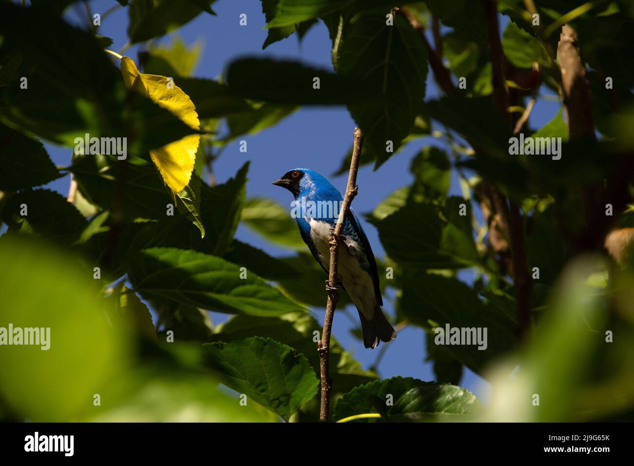Goiania, Goiás, Brésil – 22 mai 2022 : oiseau bleu perché sur une branche d'un arbre feuillu. Déglutissez Tanager (Tersina viridis). Saí-andorinha macho Banque D'Images