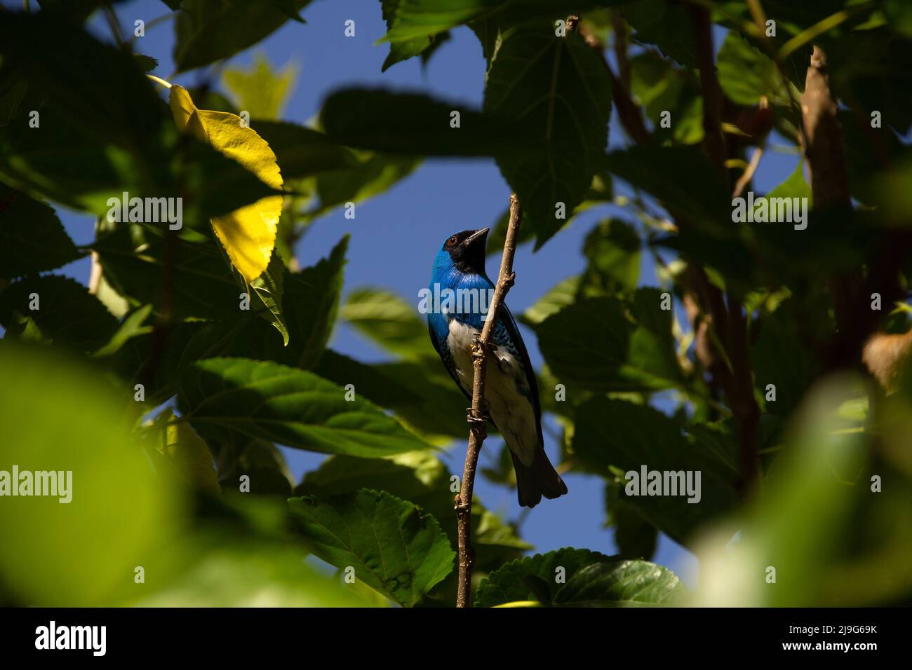 Goiania, Goiás, Brésil – 22 mai 2022 : oiseau bleu perché sur une branche d'un arbre feuillu. Déglutissez Tanager (Tersina viridis). Saí-andorinha macho Banque D'Images