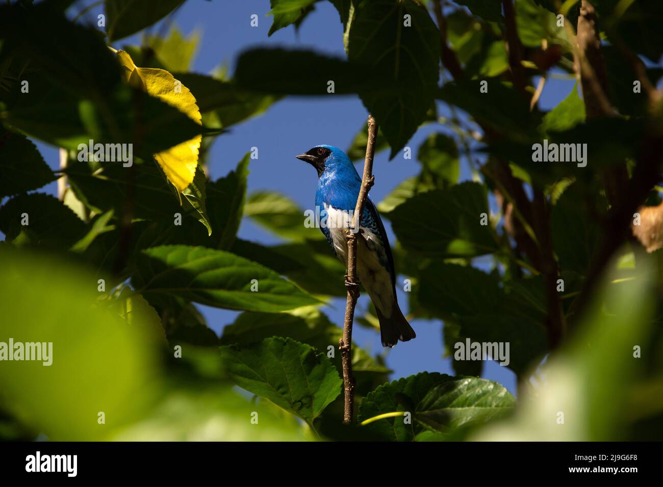 Goiania, Goiás, Brésil – 22 mai 2022 : oiseau bleu perché sur une branche d'un arbre feuillu. Déglutissez Tanager (Tersina viridis). Saí-andorinha macho Banque D'Images