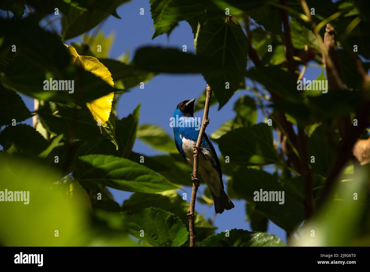 Goiania, Goiás, Brésil – 22 mai 2022 : oiseau bleu perché sur une branche d'un arbre feuillu. Déglutissez Tanager (Tersina viridis). Saí-andorinha macho Banque D'Images