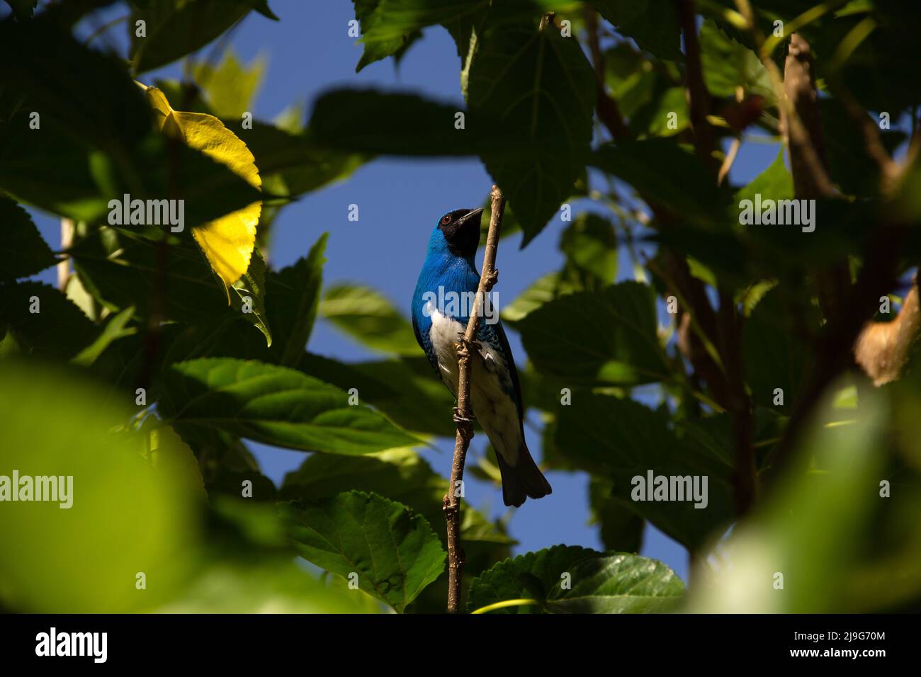 Goiania, Goiás, Brésil – 22 mai 2022 : oiseau bleu perché sur une branche d'un arbre feuillu. Déglutissez Tanager (Tersina viridis). Saí-andorinha macho Banque D'Images