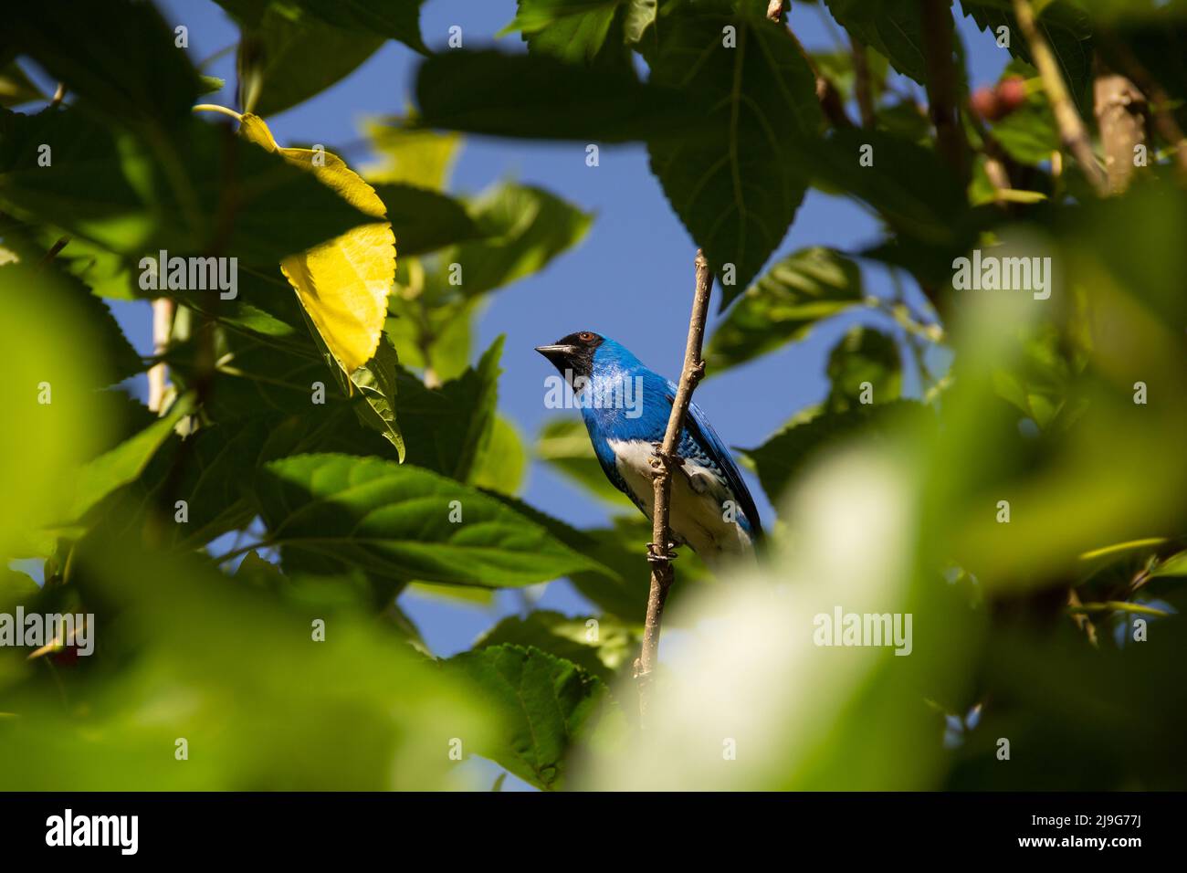 Goiania, Goiás, Brésil – 22 mai 2022 : oiseau bleu perché sur une branche d'un arbre feuillu. Déglutissez Tanager (Tersina viridis). Saí-andorinha macho Banque D'Images