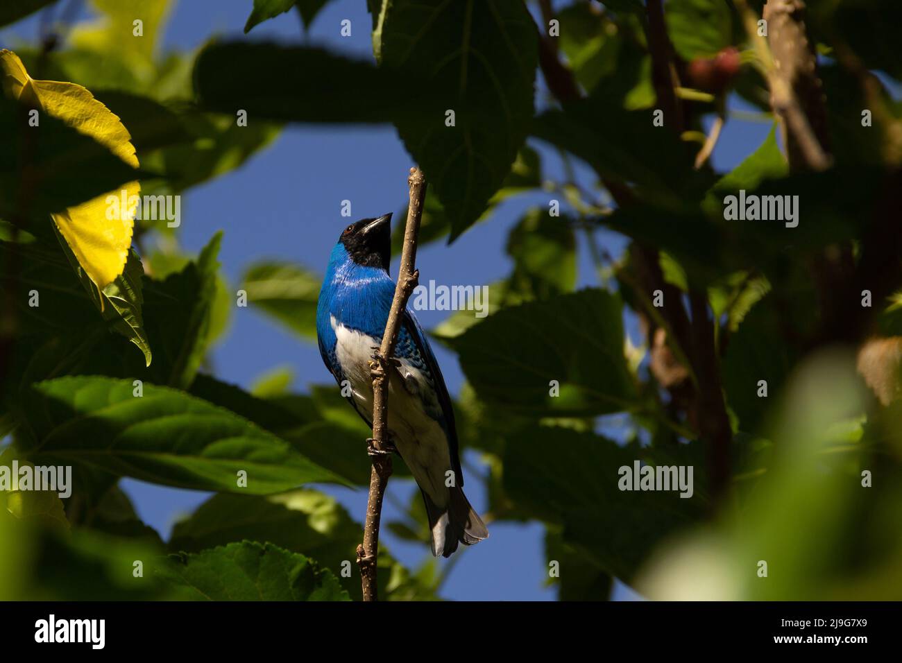 Goiania, Goiás, Brésil – 22 mai 2022 : oiseau bleu perché sur une branche d'un arbre feuillu. Déglutissez Tanager (Tersina viridis). Saí-andorinha macho Banque D'Images
