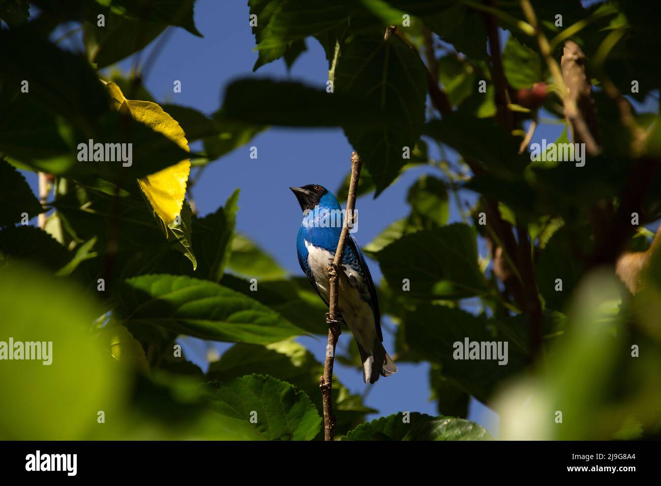 Goiania, Goiás, Brésil – 22 mai 2022 : oiseau bleu perché sur une branche d'un arbre feuillu. Déglutissez Tanager (Tersina viridis). Saí-andorinha macho Banque D'Images