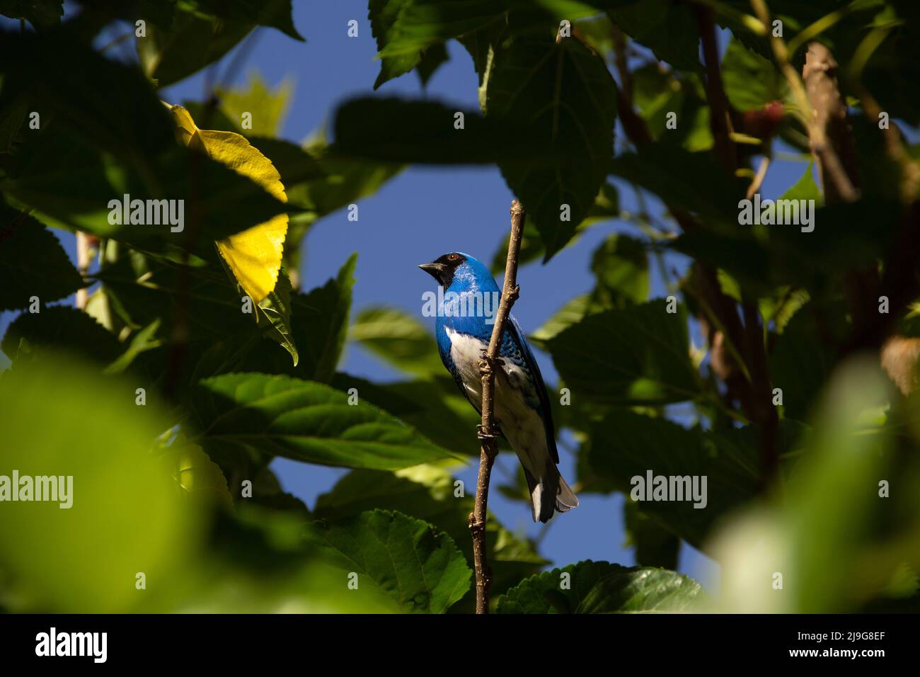 Goiania, Goiás, Brésil – 22 mai 2022 : oiseau bleu perché sur une branche d'un arbre feuillu. Déglutissez Tanager (Tersina viridis). Saí-andorinha macho Banque D'Images