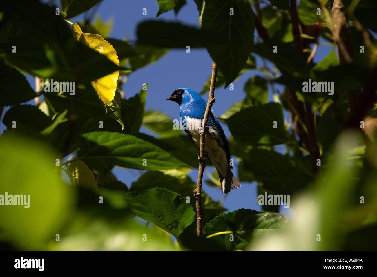 Goiania, Goiás, Brésil – 22 mai 2022 : oiseau bleu perché sur une branche d'un arbre feuillu. Déglutissez Tanager (Tersina viridis). Saí-andorinha macho Banque D'Images