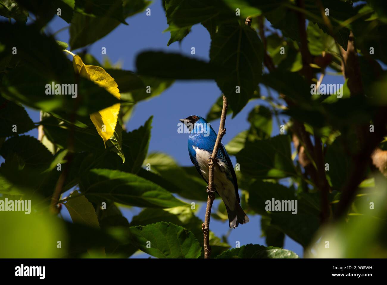 Goiania, Goiás, Brésil – 22 mai 2022 : oiseau bleu perché sur une branche d'un arbre feuillu. Déglutissez Tanager (Tersina viridis). Saí-andorinha macho Banque D'Images