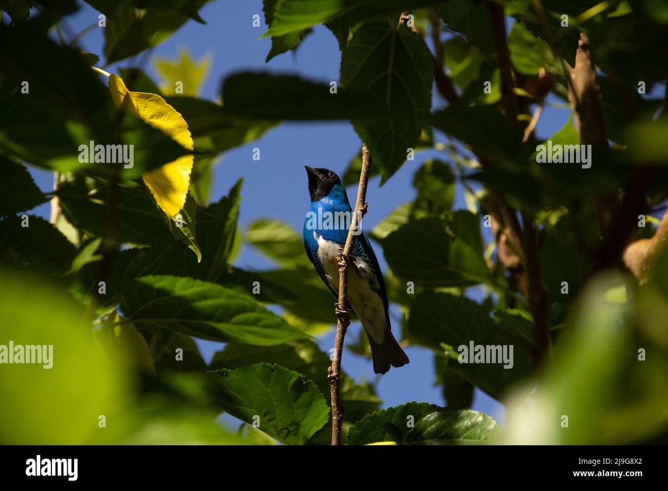 Goiania, Goiás, Brésil – 22 mai 2022 : oiseau bleu perché sur une branche d'un arbre feuillu. Déglutissez Tanager (Tersina viridis). Saí-andorinha macho Banque D'Images