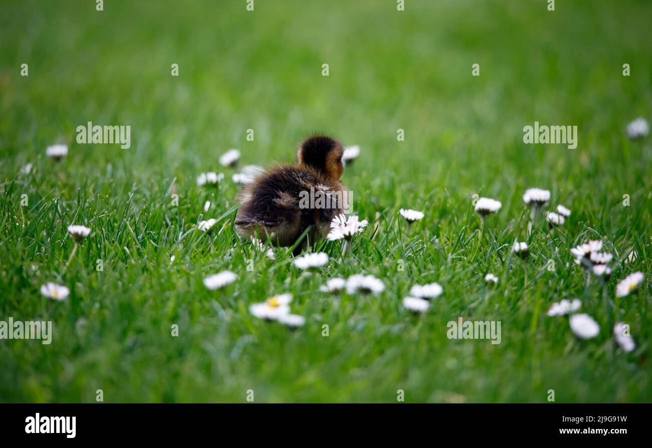 Canard colvert exploration autour de l'étang Banque D'Images