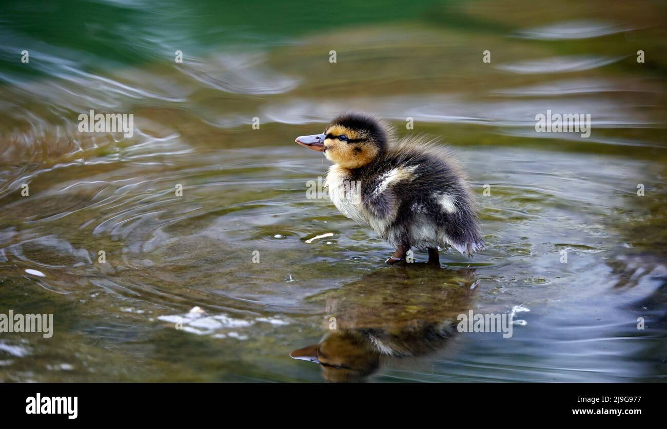 Canard colvert exploration autour de l'étang Banque D'Images