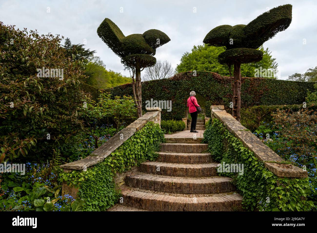 Oiseaux topaïens dans Hidcote Manor Garden, Cotswolds, Chipping Camden, Gloucestershire, Angleterre, Royaume-Uni. Banque D'Images