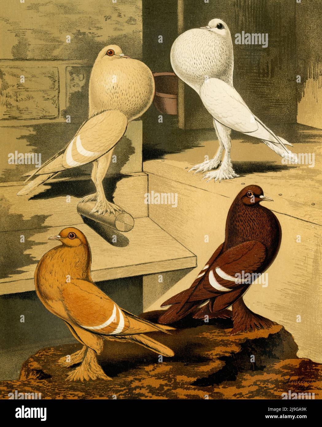 Pigeons de porc et d'Isabel (œuvres d'art uniquement) : numérisation haute résolution d'une chromolithographie originale datant de 1880, réalisée à partir d'un portrait de groupe de quatre oiseaux peint par l'artiste britannique Joseph Williamson Ludlow (1840-1916) pour le livre illustré de pigeons avec des normes de jugement, également connu sous le nom de livre Pigeon de Cassell. Le volume rare, publié en 1876 par Cassell, Petter et Galpin de Londres, Paris et New York, a été écrit par Robert Fulton et édité par Lewis Wright. Banque D'Images