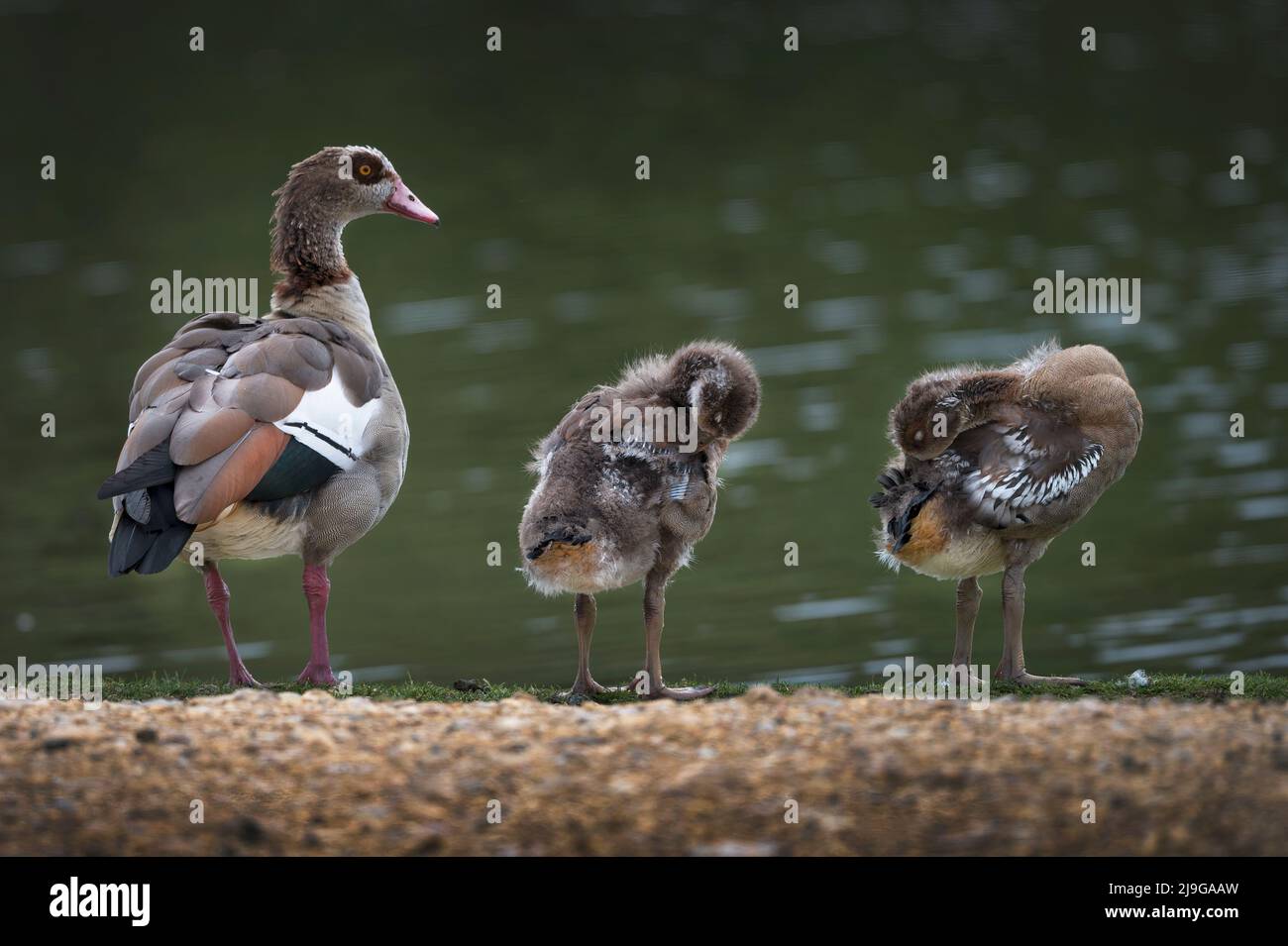 Deux oisons égyptiens prêtant leurs dernières plumes colorées commencent à apparaître Banque D'Images