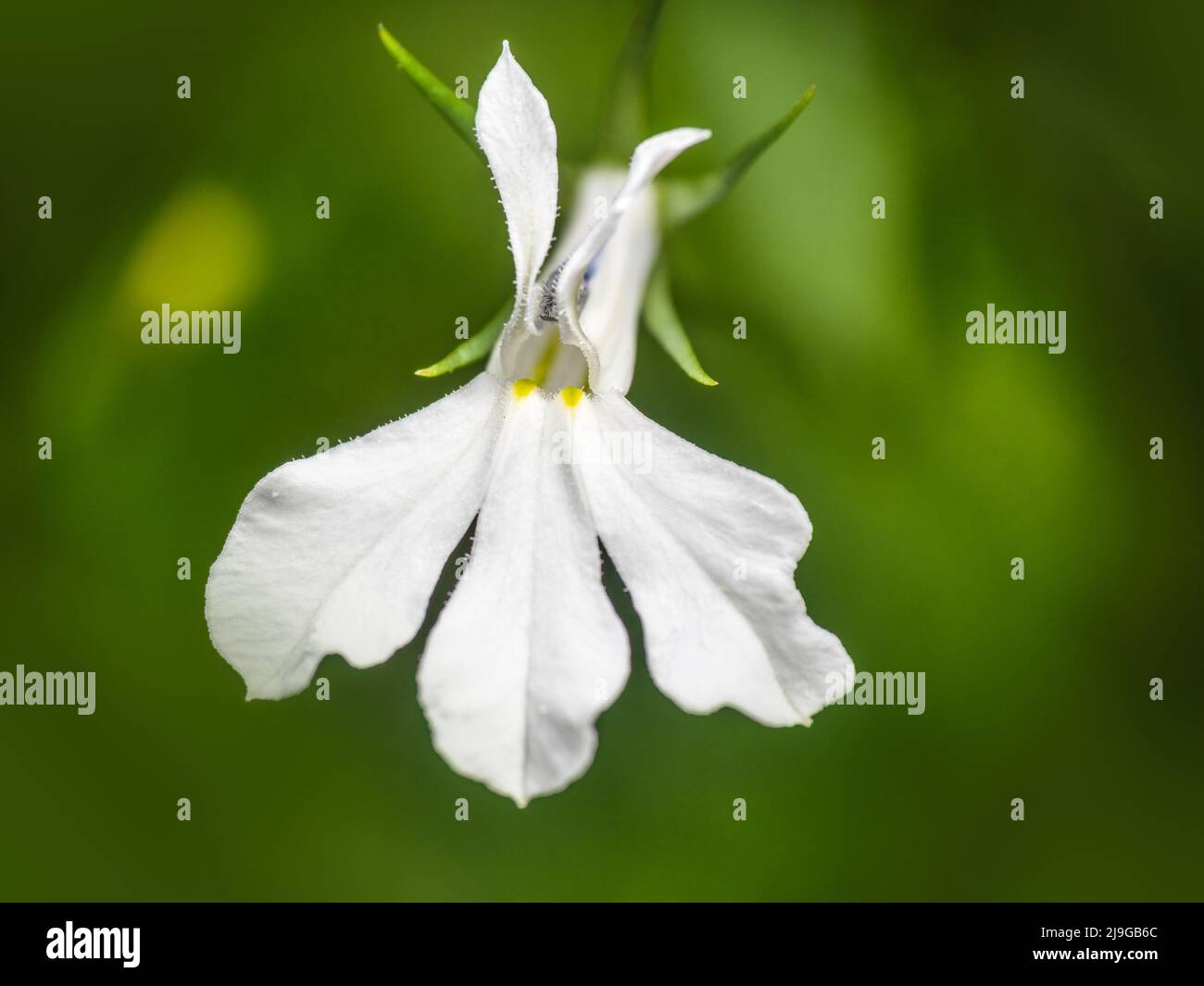 Gros plan sur la fleur blanche de Lobelia erinus dans le jardin. Banque D'Images