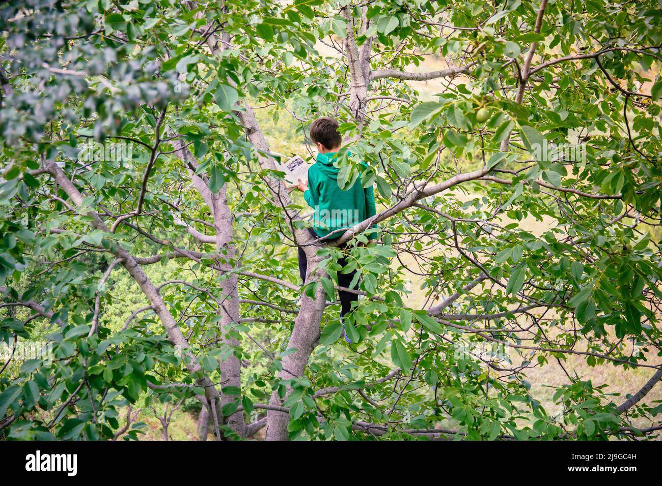 Un petit garçon sur un arbre lit un livre d'histoire. Enfant étudiant dans un arbre. Un enfant lit un roman. Enfant lisant un livre d'histoire assis sur un arbre Banque D'Images