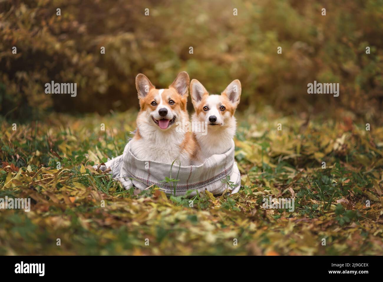 Deux chiens de race pembroke corgi gallois assis ensemble portant un foulard dans la forêt Banque D'Images