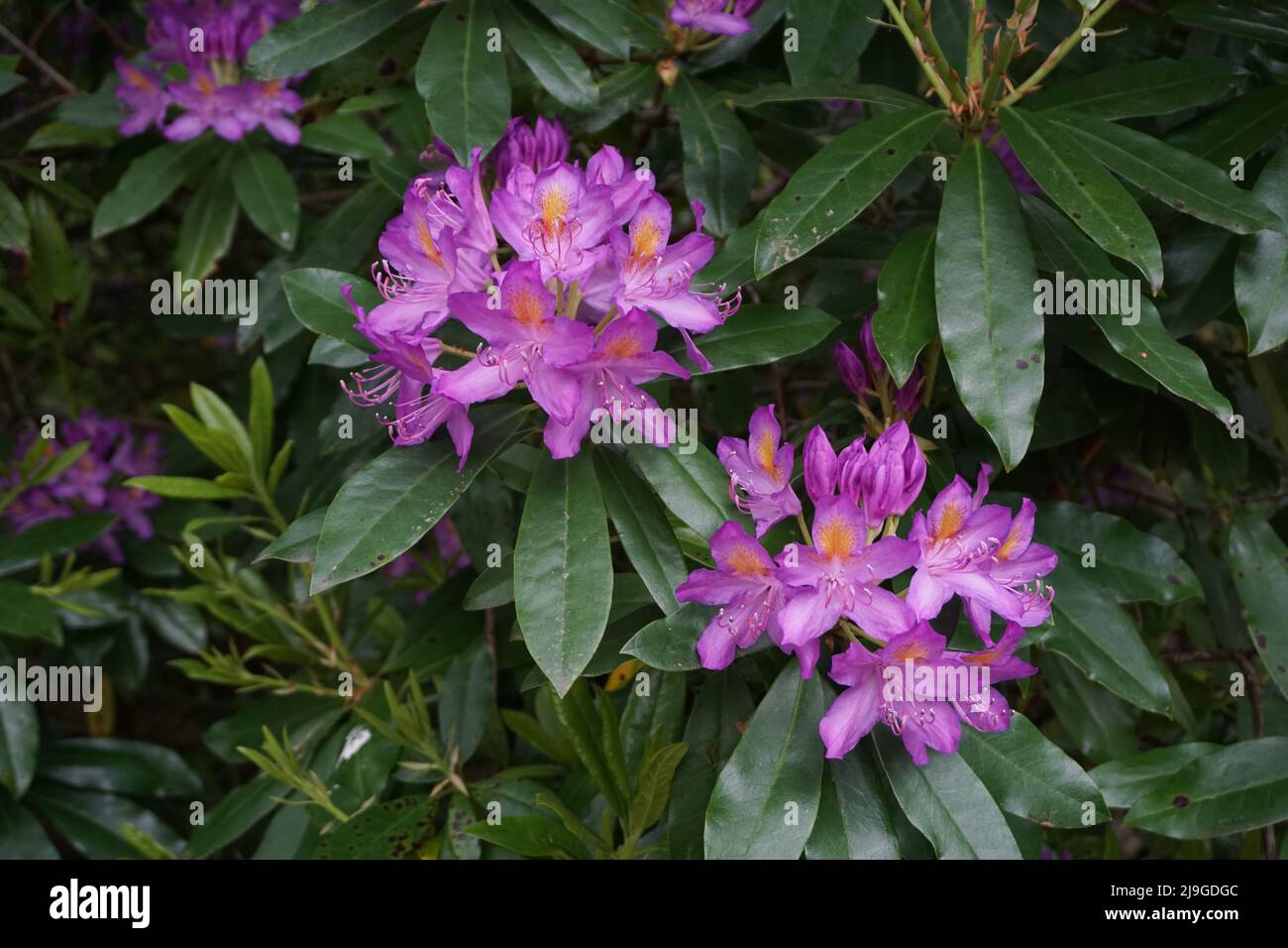 Close-up de Rhododendron Banque D'Images