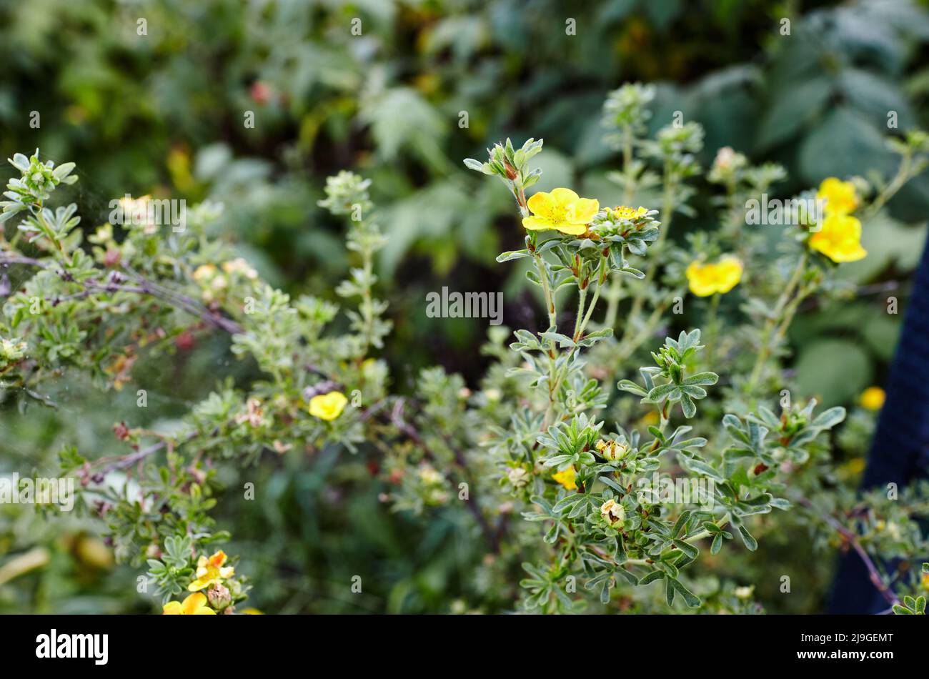 Potentilla fruticosa Goldstar Shrubby Cinquefoi plante dans le jardin. Magnifique Bush - une plante ornementale pour parc paysagé. Nom de famille Rosaceae, scie Banque D'Images