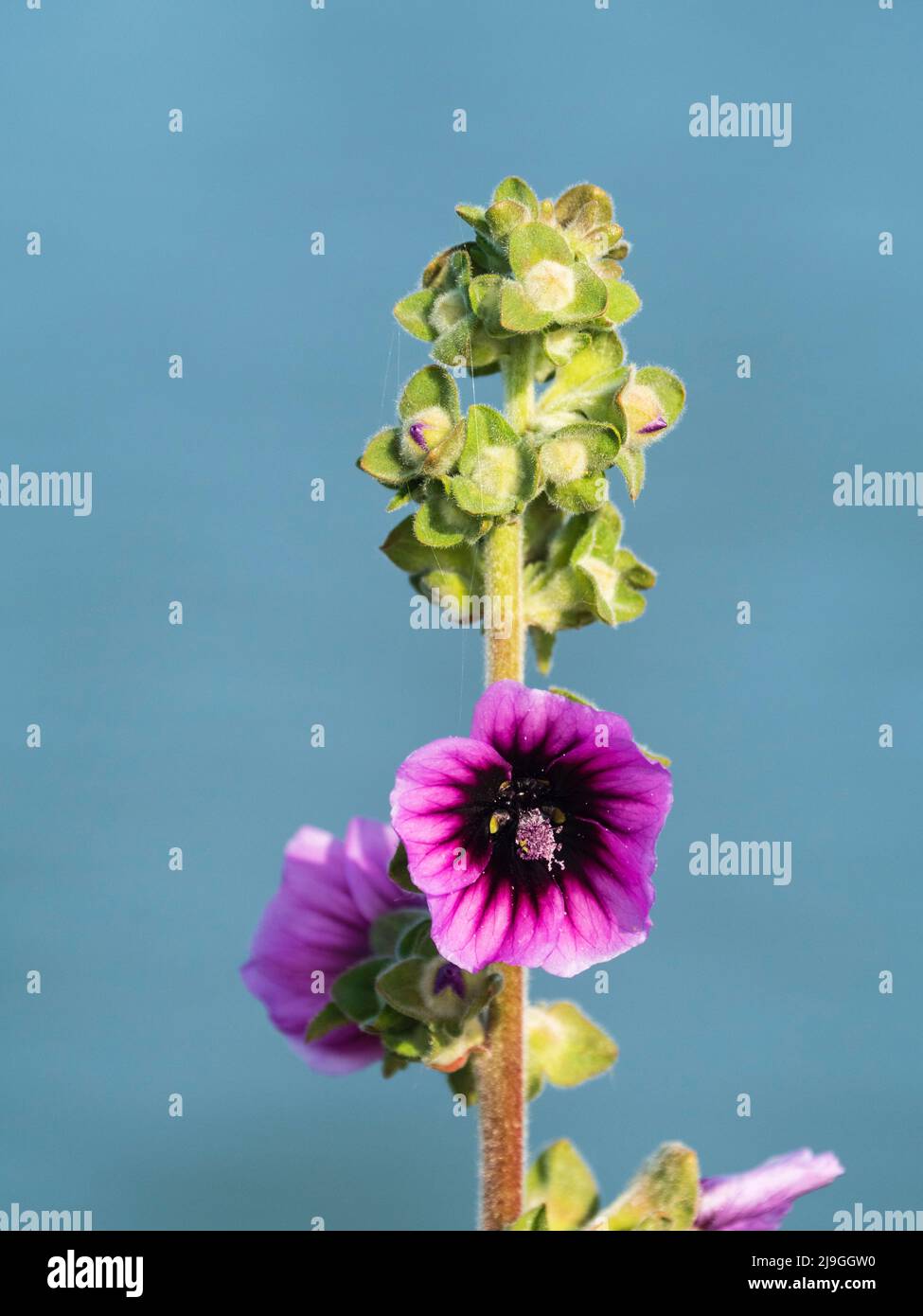 Gros plan d'une tige de fleur de la malow de l'arbre, Malva sylvestris, la malow de l'arbre, avec une fleur pourpre ouverte à yeux foncés et des boutons Banque D'Images