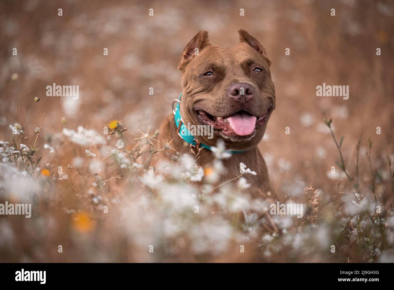 Un chien s'assoit dans un terrain sec en été Banque D'Images