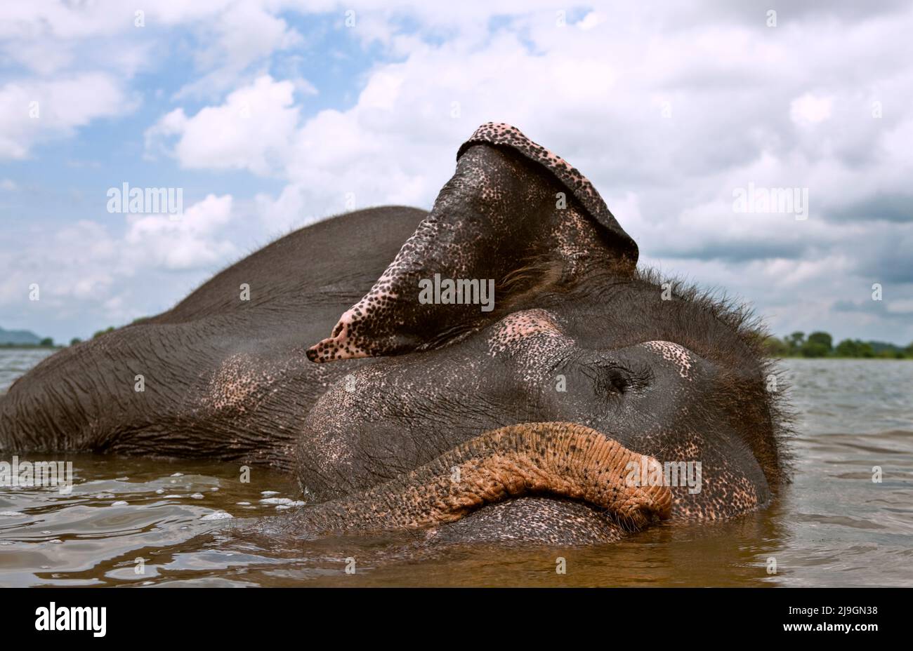 Baignade à l'éléphant au lac de Kandalama, Heritance Kandalama, Sri Lanka. Ran Manika, l'éléphant résident, apprécie son bain quotidien avec son mahout Kiriban. Banque D'Images