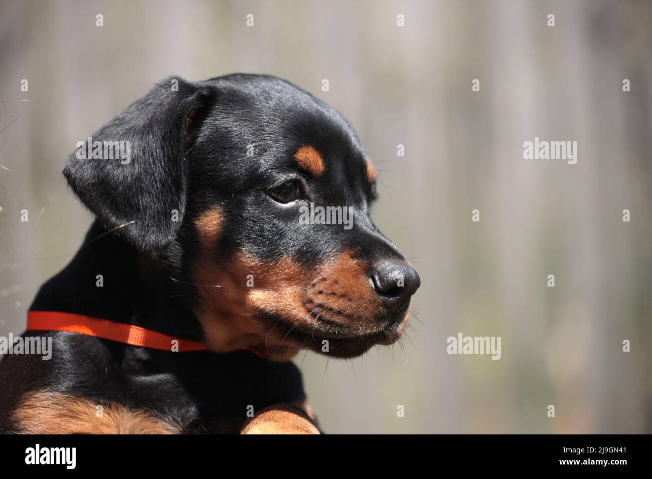 Chiot Doberman avec ruban orange portrait rapproché Banque D'Images