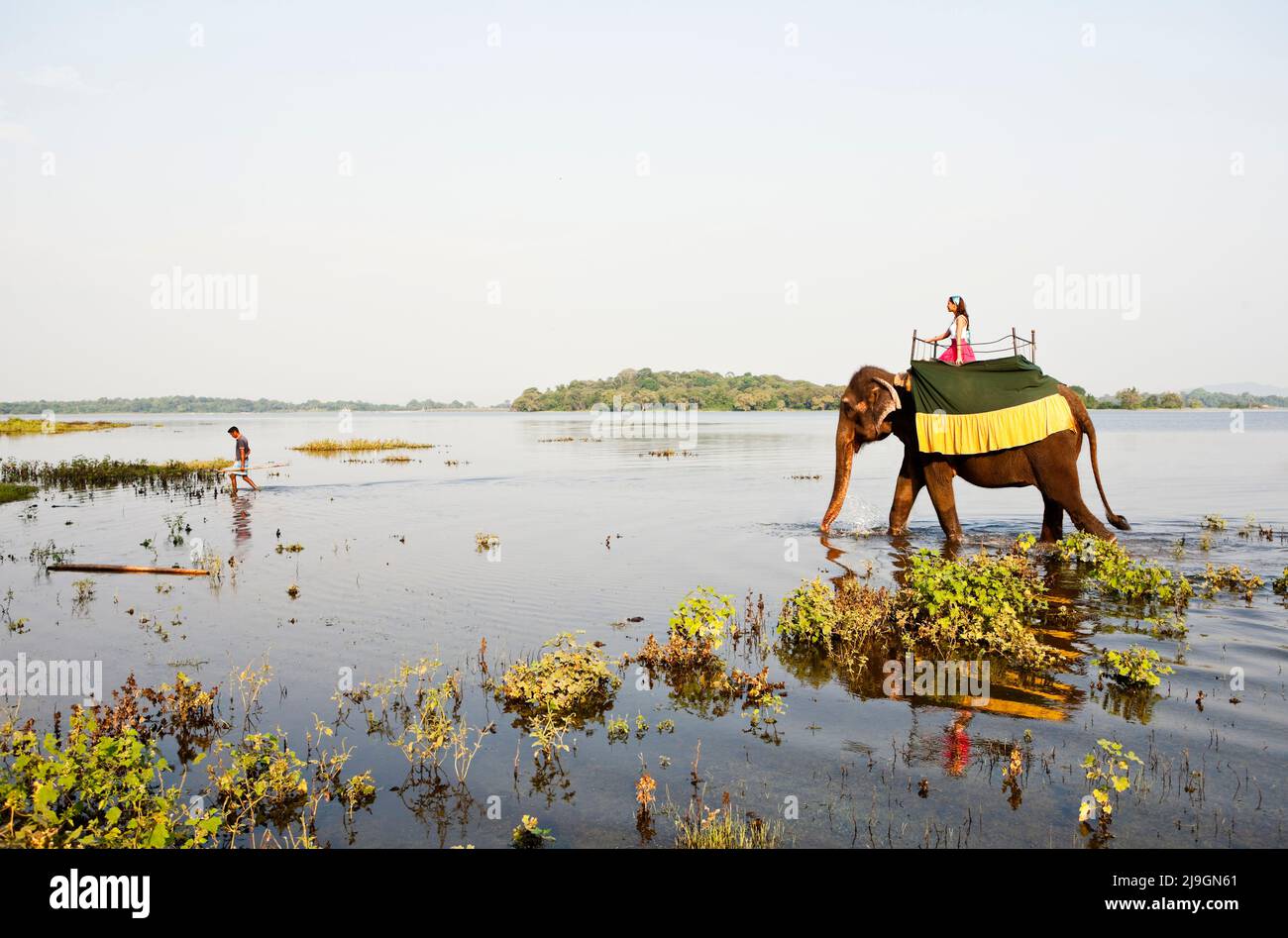 Femme à cheval éléphant, Heritance Kandalama, Dambulla, Sri Lanka. Une femme manne Manika, l'éléphant résident de l'hôtel Heritance Kandalama. Banque D'Images