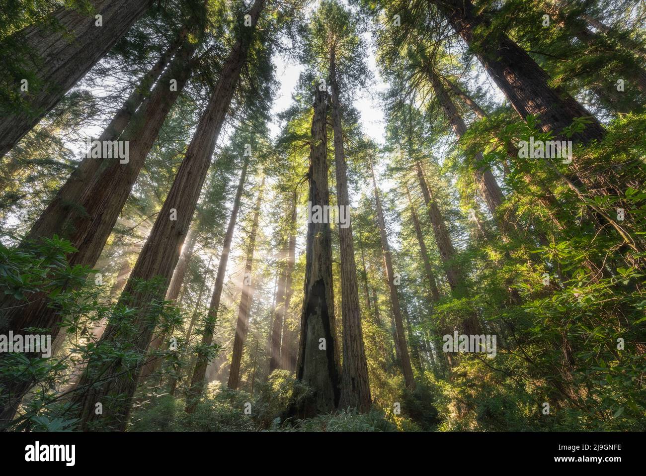 Grands arbres et lumière du matin dans la belle forêt de séquoias, Californie Banque D'Images