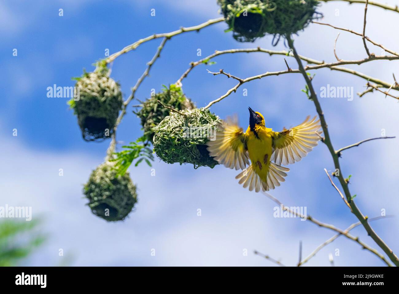 Southern Mashided weaver / African Mashided weaver (Ploceus velatus) nid masculin avec des bandes d'herbe, province de Mpumalanga, Afrique du Sud Banque D'Images