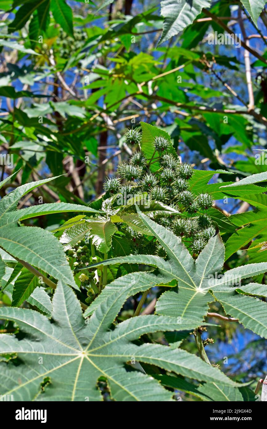Feuille de ricinus communis Banque de photographies et d’images à haute ...