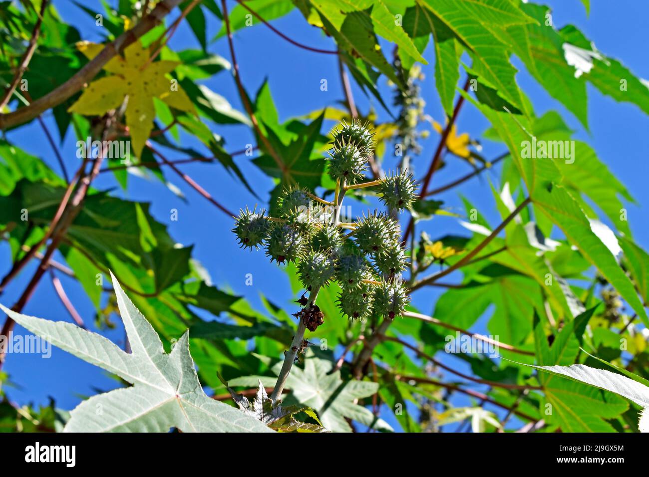 Feuille de ricinus communis Banque de photographies et d’images à haute ...