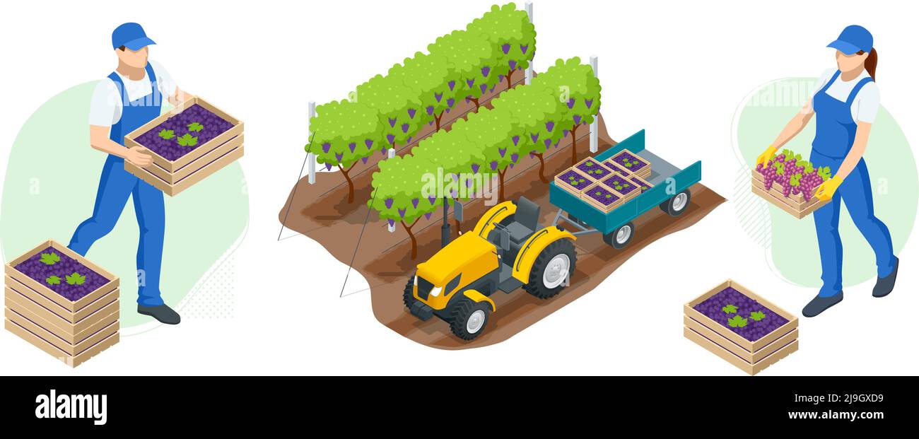 Jardiniers isométriques, agriculteurs, travailleurs qui s'occupent du jardin, produits agricoles en culture. Vendange, raisins rouges. Vignoble en récolte d'automne Illustration de Vecteur