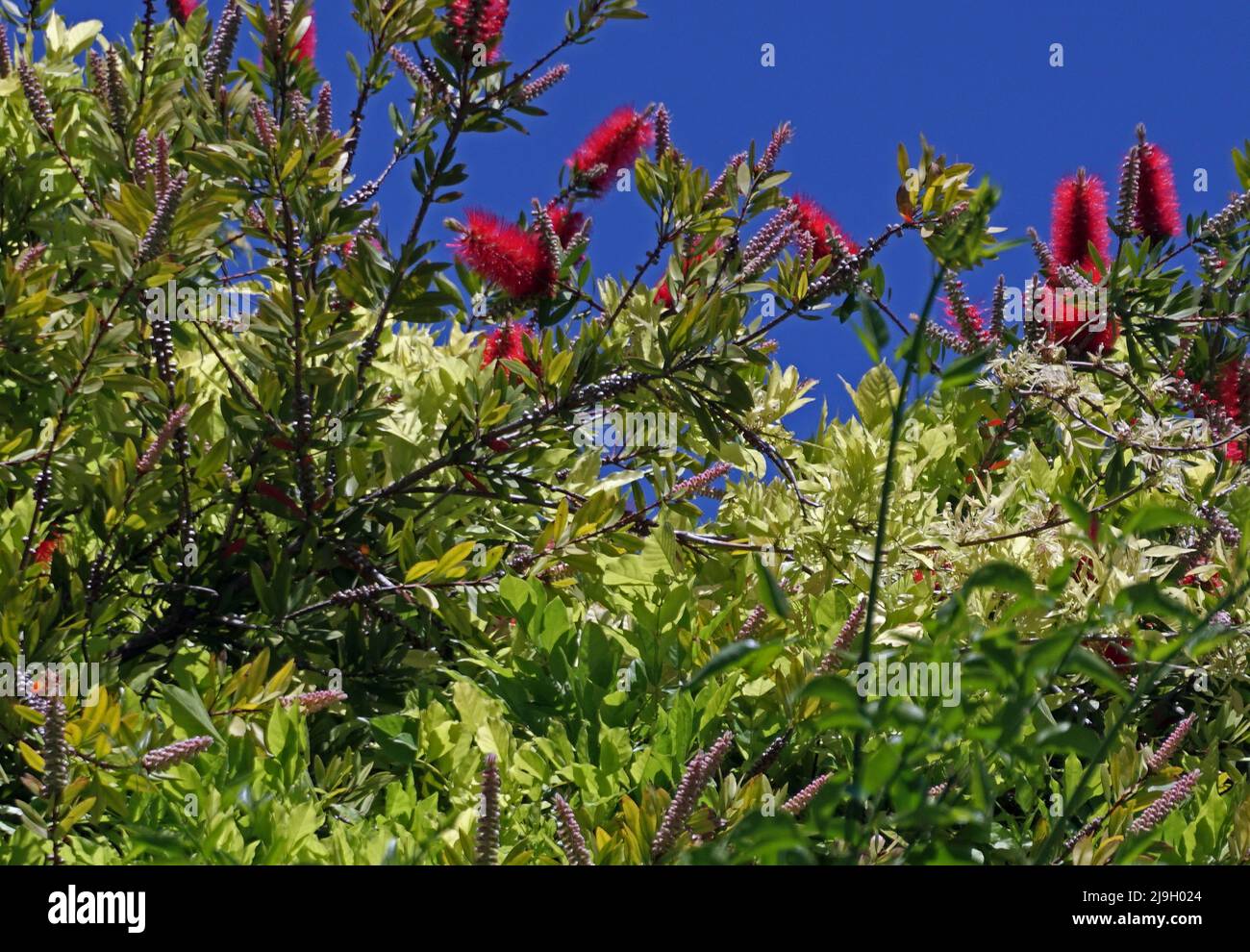 Fleur de fleur de veau (callistemon viminalis) dans le jardin sarde Banque D'Images