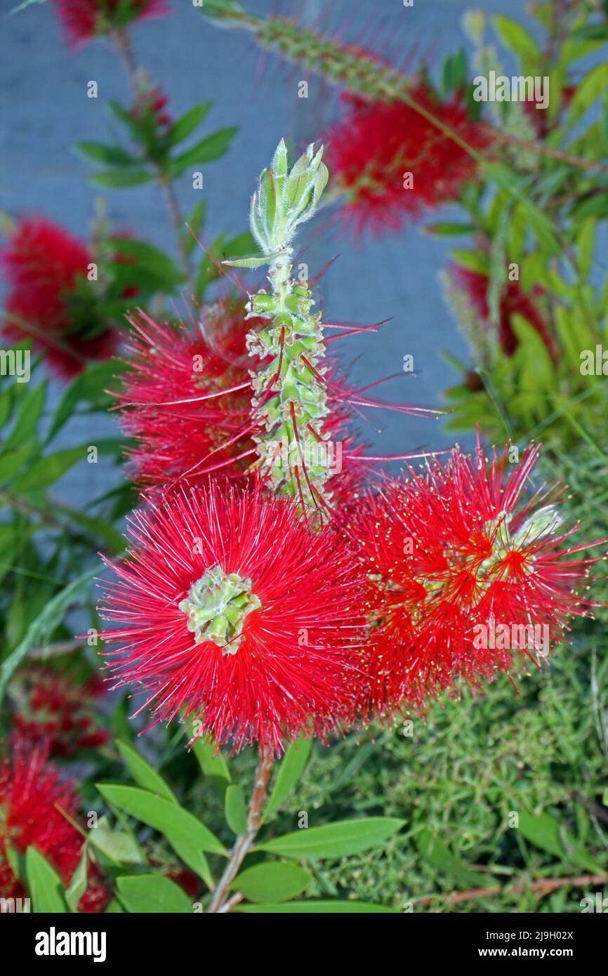 Fleur de fleur de veau (callistemon viminalis) dans le jardin sarde Banque D'Images