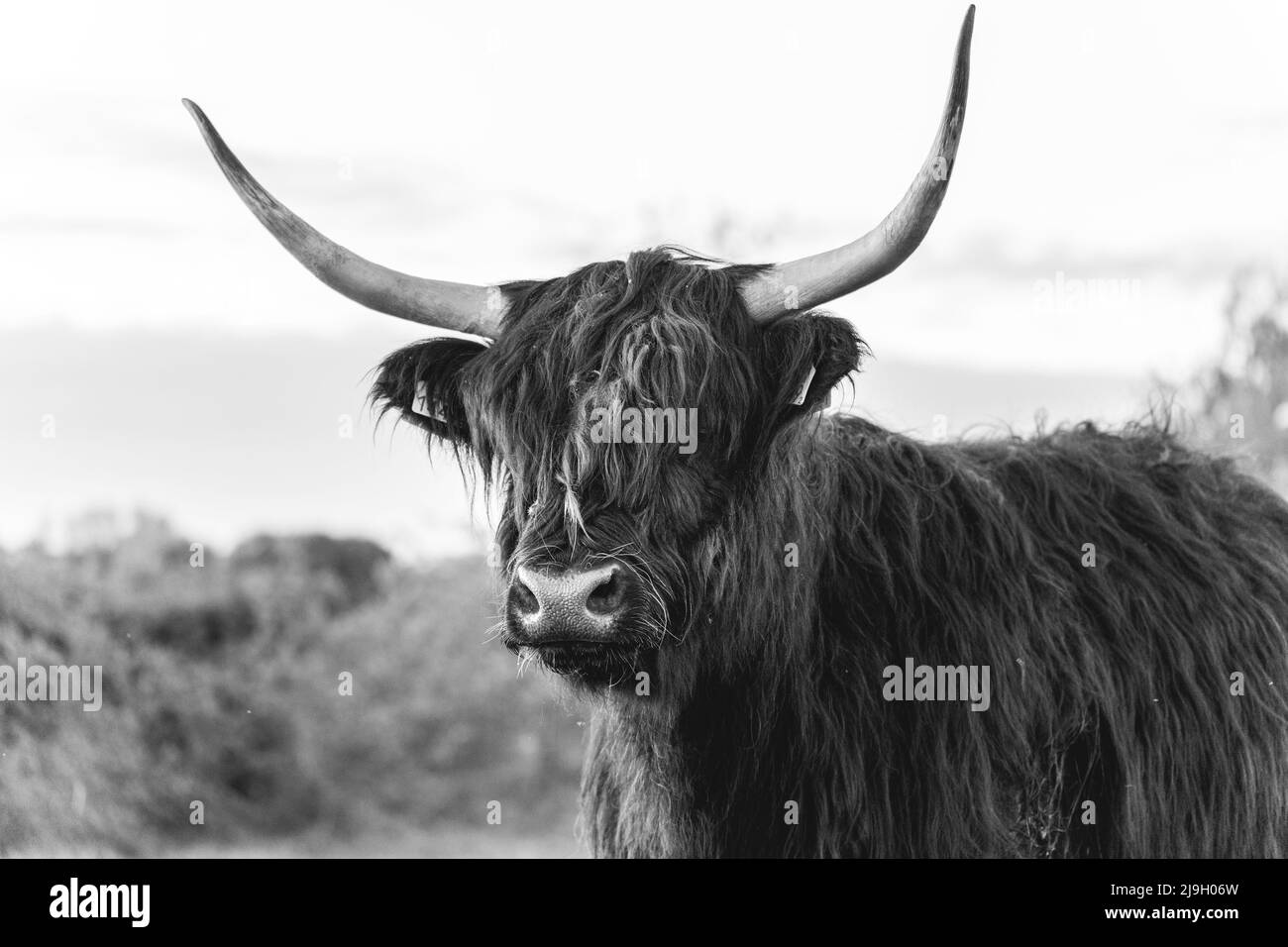 Vaches Highlander dans les dunes de Wassenaar aux pays-Bas. Banque D'Images