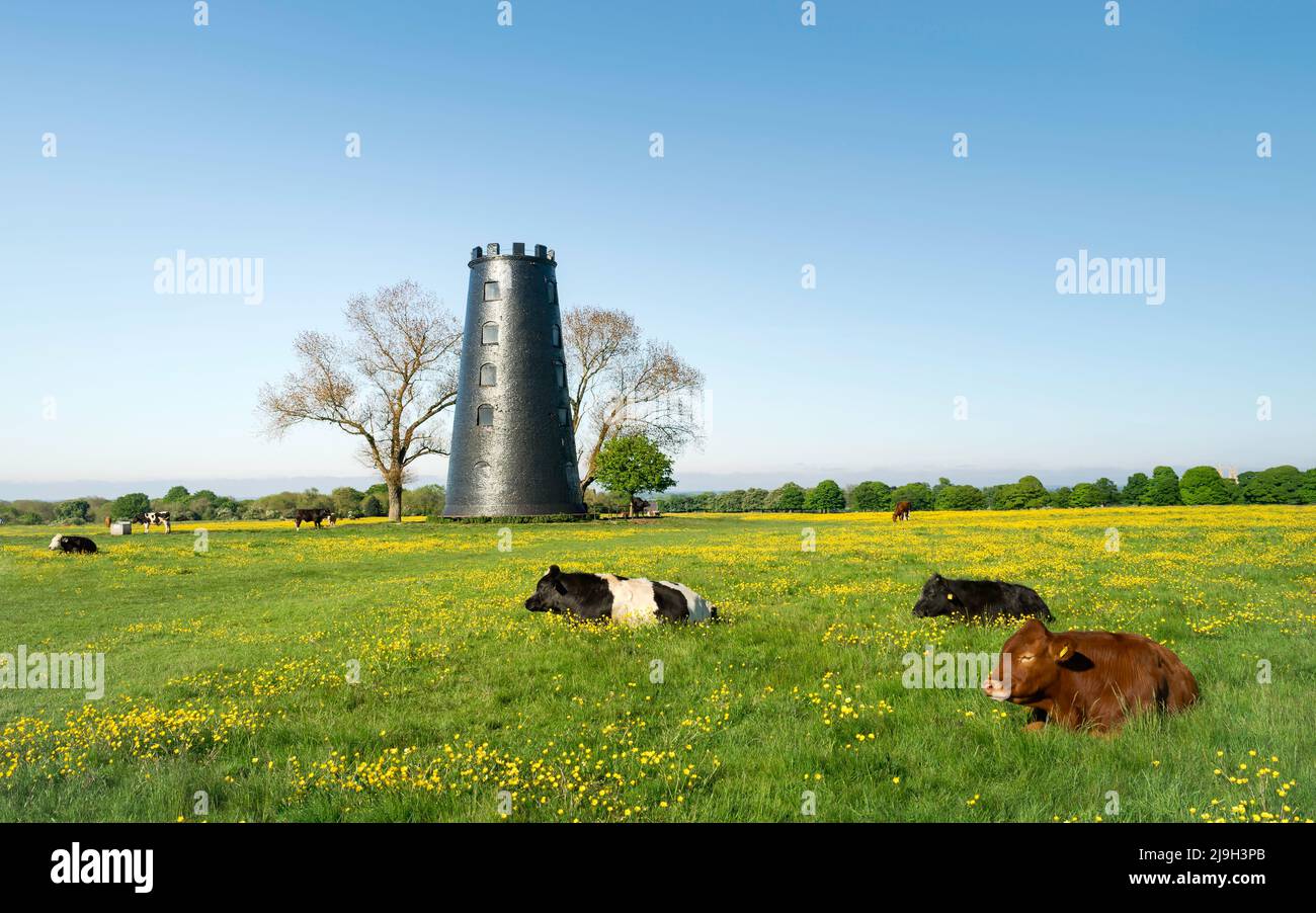 Moulin désutilisé flanqué d'arbres et d'herbe et de buttercups tandis que le bétail repose sur une belle vitesse matin sous le ciel bleu sur le Westwood, Beverley, Royaume-Uni. Banque D'Images