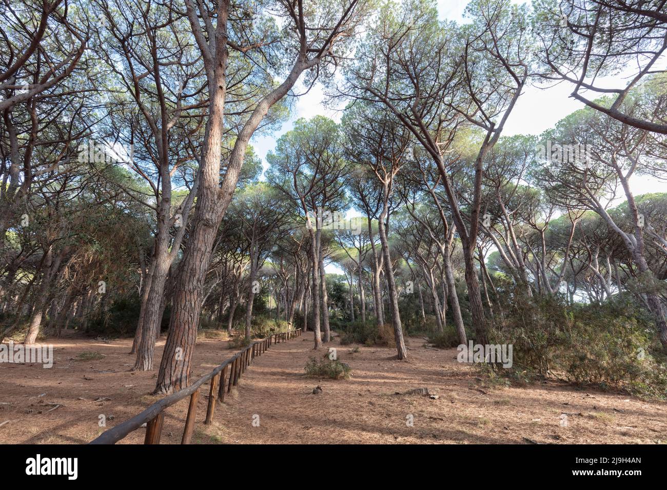 Forêt de pins dans la réserve naturelle de Feniglia et plage sur le tombolo sud reliant le continent et le promontoire de Monte Argentario, Orbetello, Toscane Banque D'Images