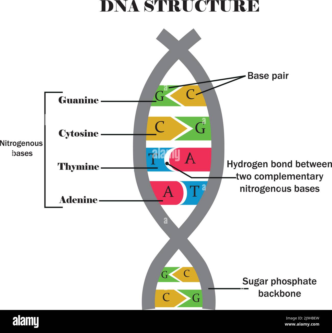 Structure de l'ADN.ADN avec ses composants : cytosine,guanine,adénine, thymine. Base nitrogène d'ADN.contenu éducatif pour les étudiants en biologie et en médecine. Illustration de Vecteur