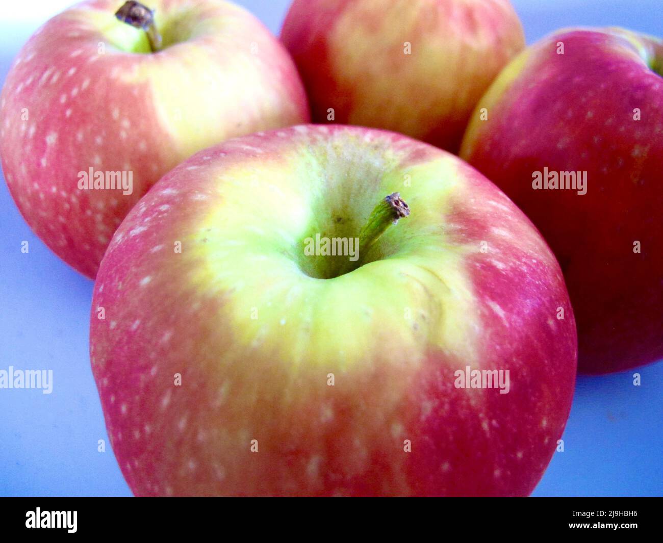 Quatre pommes de lit de bébé rose dans un bol en porcelaine blanche. Banque D'Images