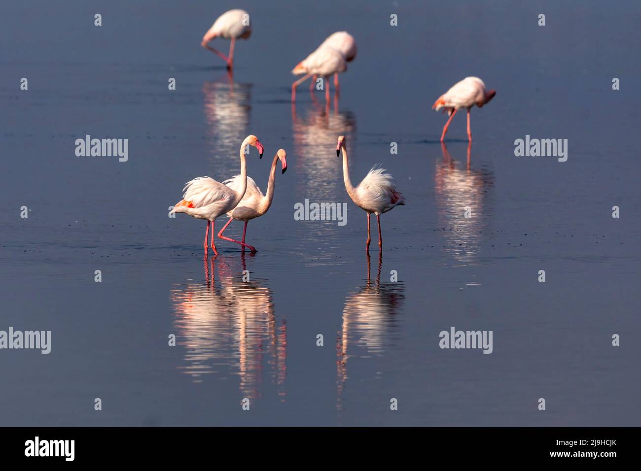 Groupe de flamants roses et leurs réflexions dans le lagon de Kalochori, Grèce. Faune et flore scène animale de la nature Banque D'Images