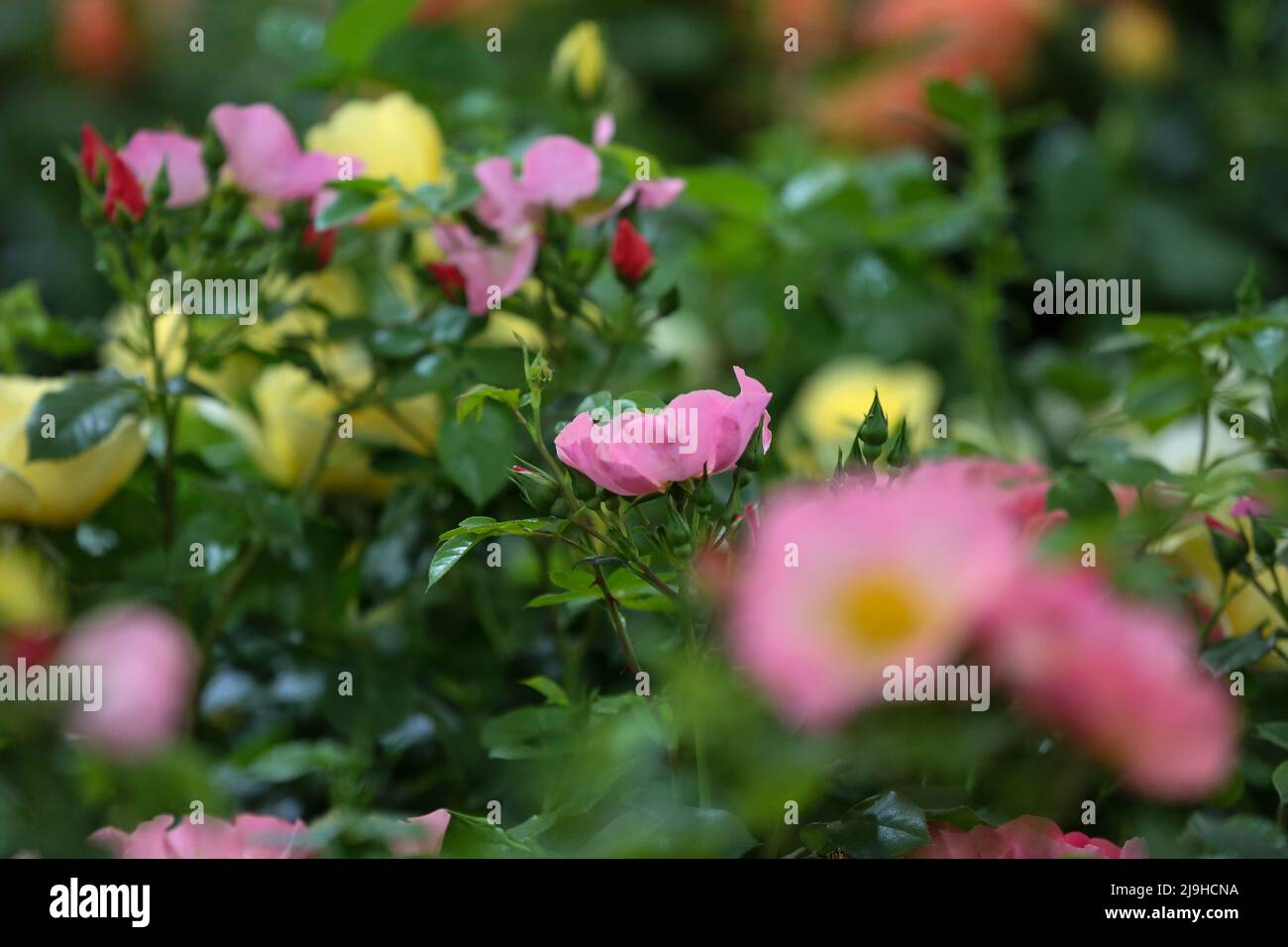 Londres, Royaume-Uni. 23rd mai 2022. Exposition florale au Chelsea Flower Show 2022 le jour de l'aperçu de la presse. Crédit : SOPA Images Limited/Alamy Live News Banque D'Images