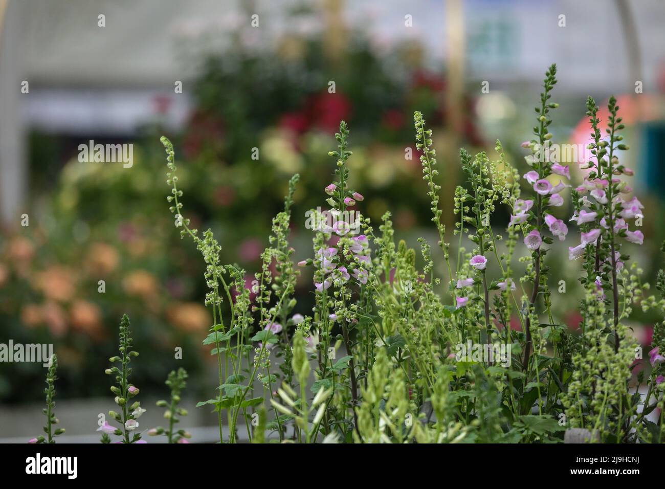 Londres, Royaume-Uni. 23rd mai 2022. Exposition florale au Chelsea Flower Show 2022 le jour de l'aperçu de la presse. Crédit : SOPA Images Limited/Alamy Live News Banque D'Images