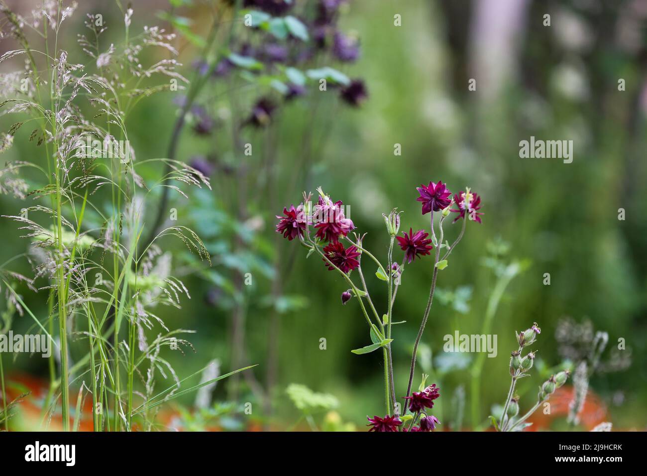 Londres, Royaume-Uni. 23rd mai 2022. Exposition de fleurs au Chelsea Flower Show 2022 le jour de l'aperçu de la presse. Crédit : SOPA Images Limited/Alamy Live News Banque D'Images